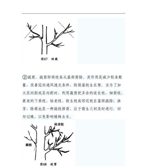 白兰花修剪指南（学会正确修剪白兰花）