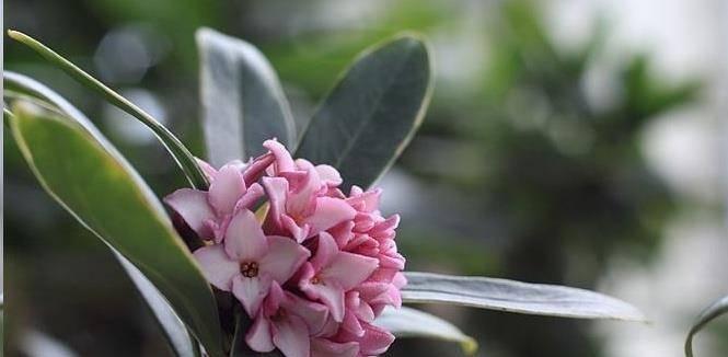 白兰花怎么养护开花多（让你的白兰花开出更多美丽花朵）