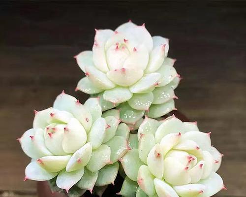 白兰怎样养才能开花茂盛（打造白兰花海的秘密）