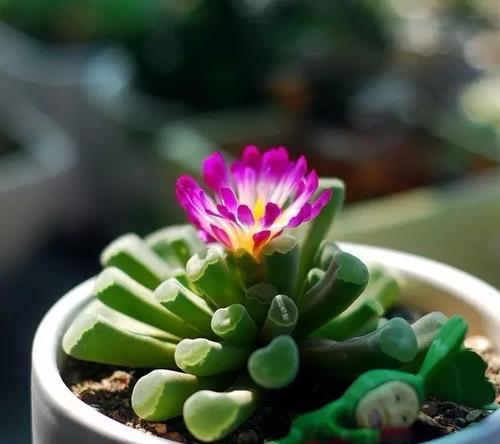 白兰怎样养才能开花茂盛（打造白兰花海的秘密）