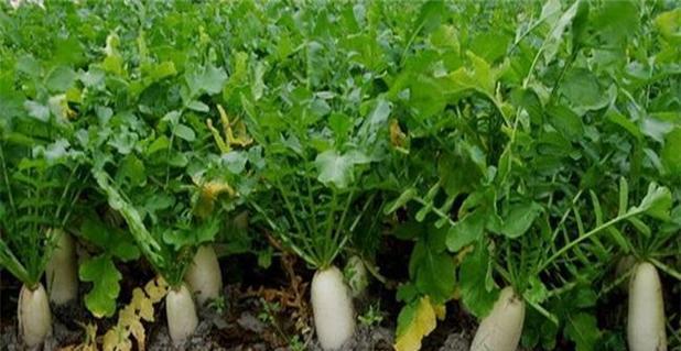 白萝卜的种植全攻略（从种植时间到收获技巧）
