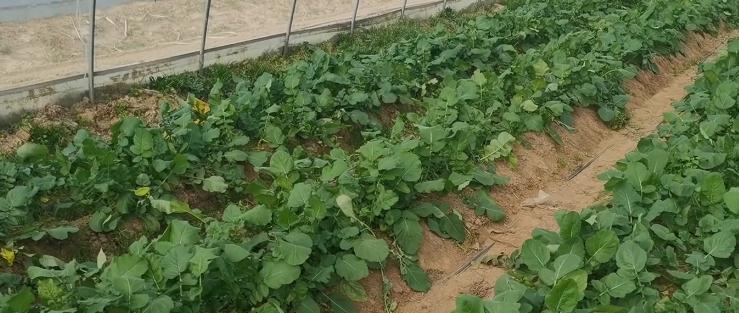 白萝卜种植的最佳季节与方法（从土地准备到收成的全面指南）