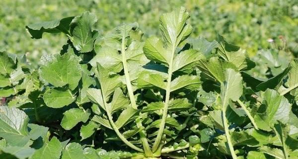 白萝卜种植全攻略（最佳种植时间及步骤分析）