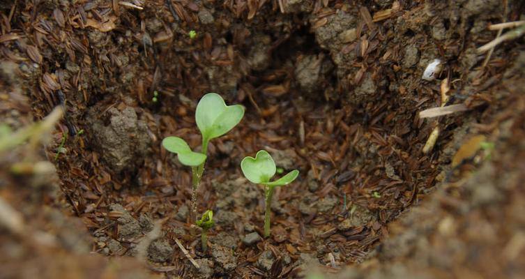 白萝卜——一种营养丰富的根茎植物（了解白萝卜的生长环境和营养价值）