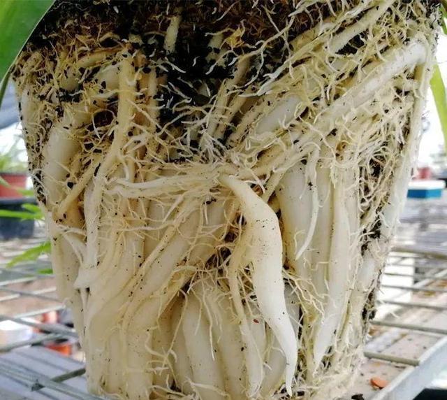 白萝卜——一种营养丰富的根茎植物（了解白萝卜的生长环境和营养价值）
