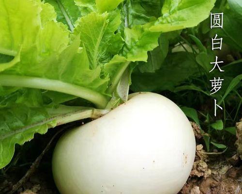 白萝卜种子的来源与培育