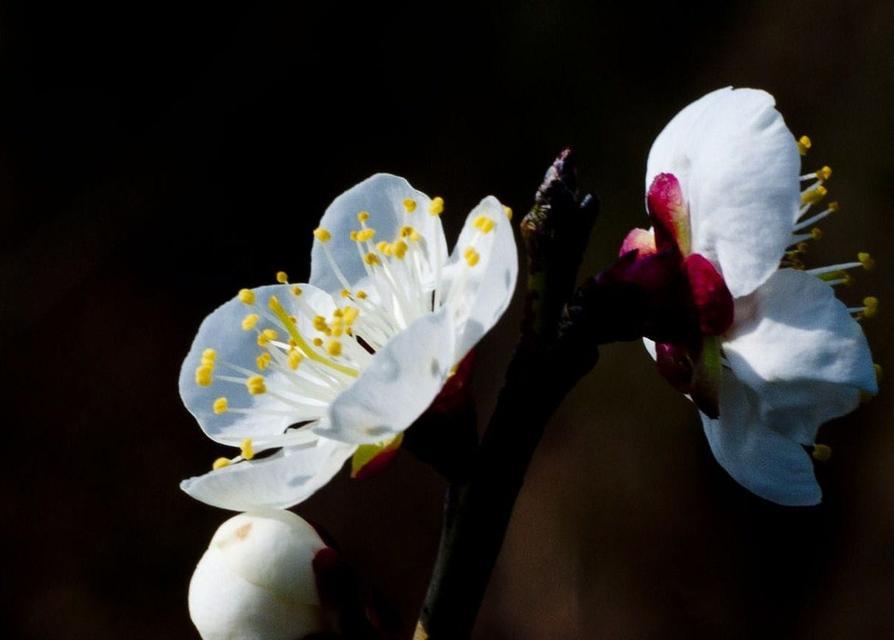 白梅花开的时间和习性（探秘白梅花在大自然中的开花规律和生长环境）