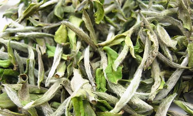 白牡丹茶的种类及特点（探索白牡丹茶的品质）