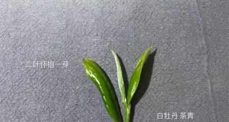 白牡丹茶的种类及特点（探索白牡丹茶的品质）