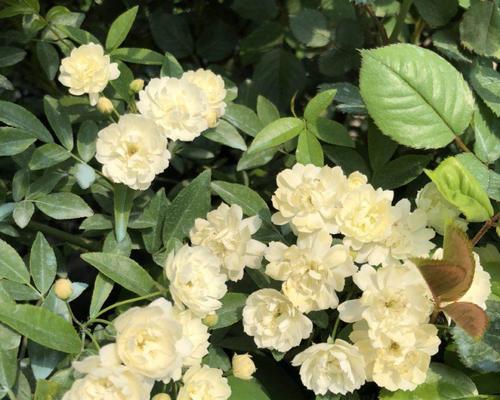 白木香的开花情况及生长特点（一年开几次花）