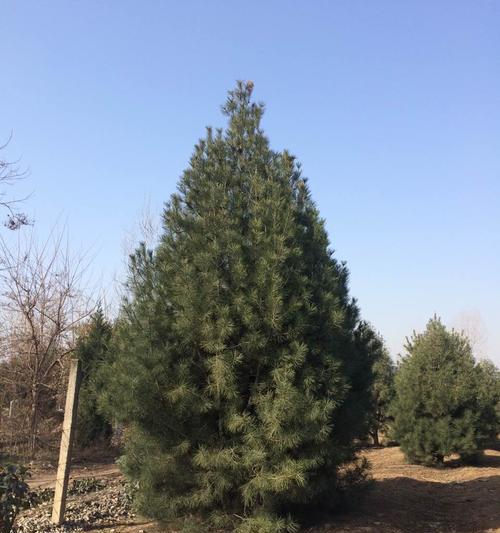 让你家院子更绿色的选择（了解白皮松的生长特点及种植要点）