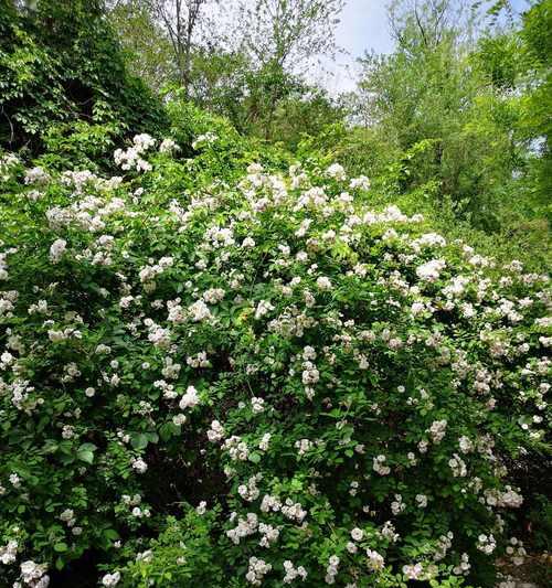 白蔷薇花语及其深刻的代表意义（了解白蔷薇的各种含义）