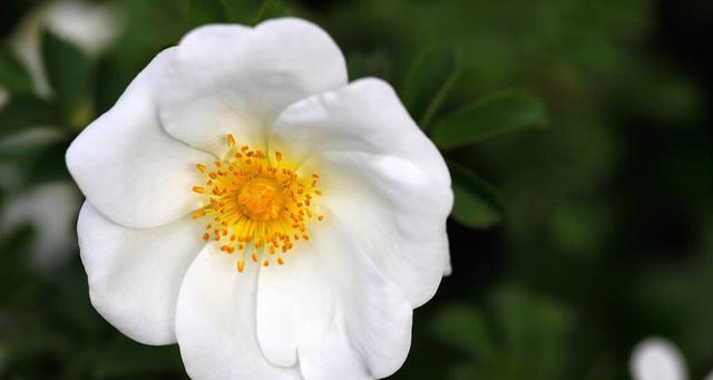 白蔷薇花语及其深刻的代表意义（了解白蔷薇的各种含义）