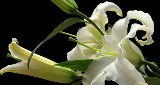 白色百合花的花语和寓意(探究白色百合花的美丽内涵) 白色百合花的花语和寓意(探究白色百合花的美丽内涵)