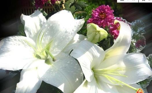 白色百合花的花语和寓意(探究白色百合花的美丽内涵) 白色百合花的花语和寓意(探究白色百合花的美丽内涵)