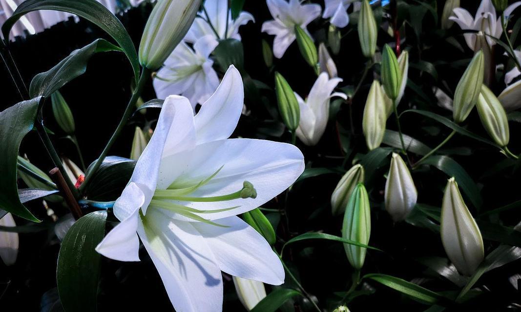 白色百合花的花语和寓意(探究白色百合花的美丽内涵) 白色百合花的花语和寓意(探究白色百合花的美丽内涵)