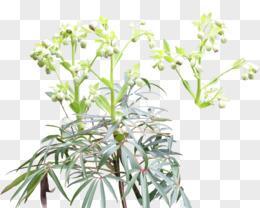 白色花卉的魅力（探秘白色花卉的种类及意义）