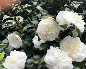 白山茶开花时间的探究（探寻白山茶生长的奥秘）