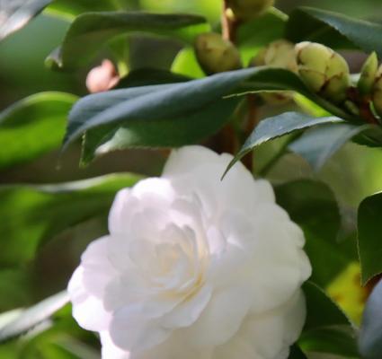 白山茶开花时间的探究（探寻白山茶生长的奥秘）