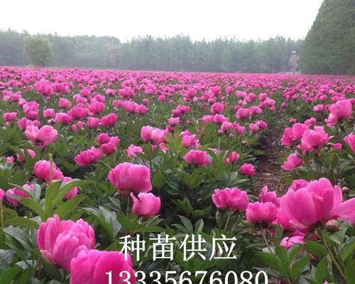 白芍种植条件与栽种环境（了解白芍的气候要求）