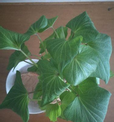 从环境、品种、生长阶段、气温等角度分析（从环境）