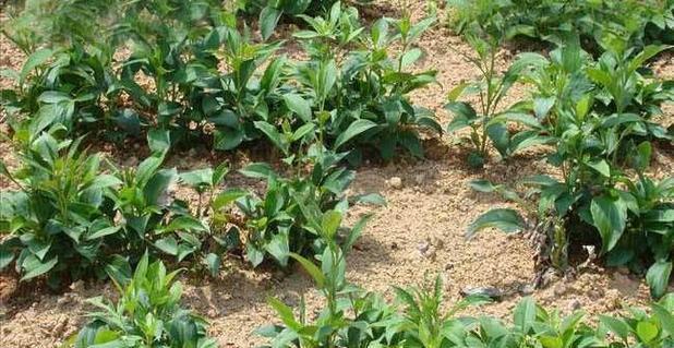 如何选择合适的白术种植月份（掌握白术种植的窍门）