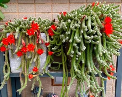 白檀开花频率与花期解析（一年开几次花）