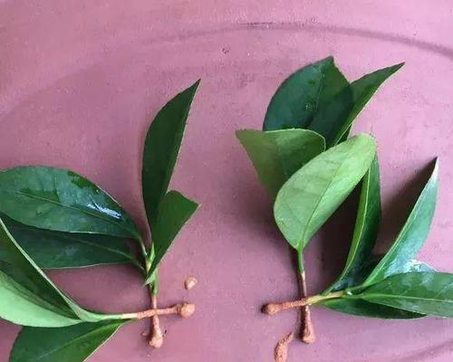 浇花用白糖（白糖对植物的影响及其浇花效果分析）