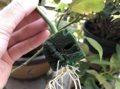 浇花用白糖（白糖对植物的影响及其浇花效果分析）