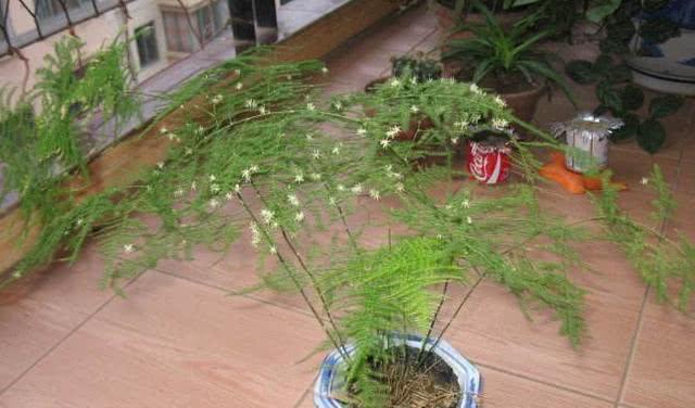 白糖的肥料效用（探究白糖作为肥料的可行性及优点）