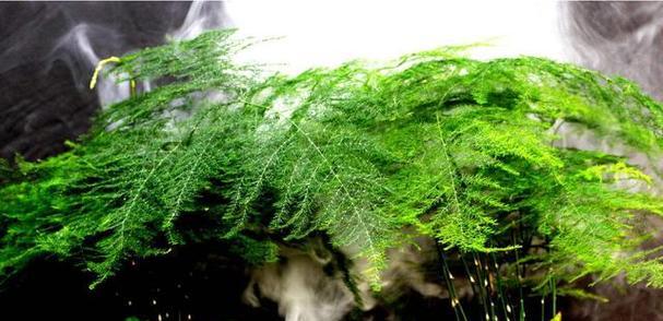 白糖水浇花真的能起到作用吗（了解白糖水的真相）