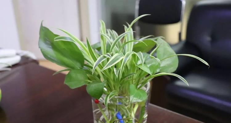白糖水能浇花吗（揭开神秘面纱）