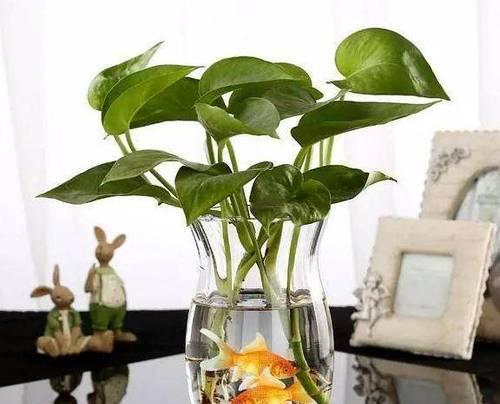 白糖水能浇花吗（揭开神秘面纱）
