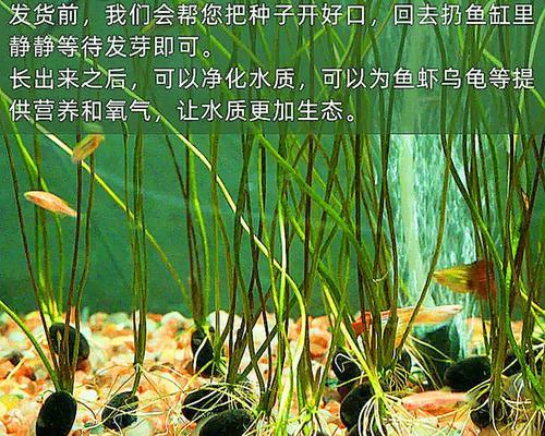 白王兰种子的收集和保存方法（了解白王兰）