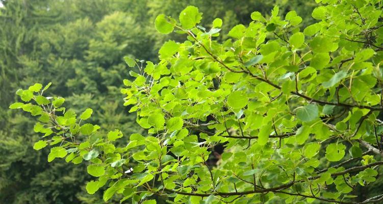 白杨树的开花时节与特点（白杨树开花的时间和花型特征）