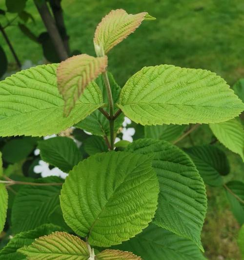 白杨树的开花时节与特点（白杨树开花的时间和花型特征）
