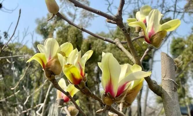 白玉兰的花期及生长习性（一年四季美丽如花的白玉兰——了解其开花时间及生长习性）