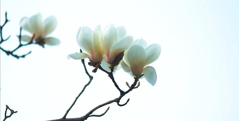 白玉兰是落叶植物吗（探究白玉兰的落叶特征及生长习性）