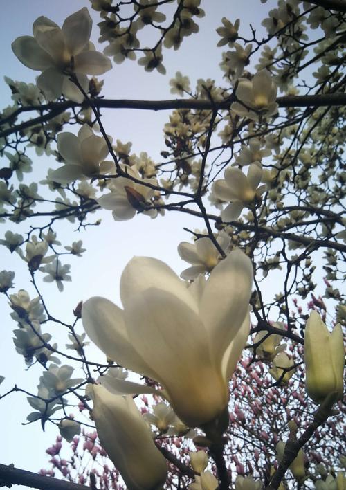 白玉兰花开时间及特点（探究白玉兰一年开几次花以及其开花规律）