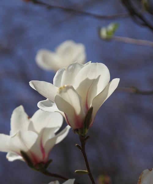 白玉兰花开时间及特点（探究白玉兰一年开几次花以及其开花规律）