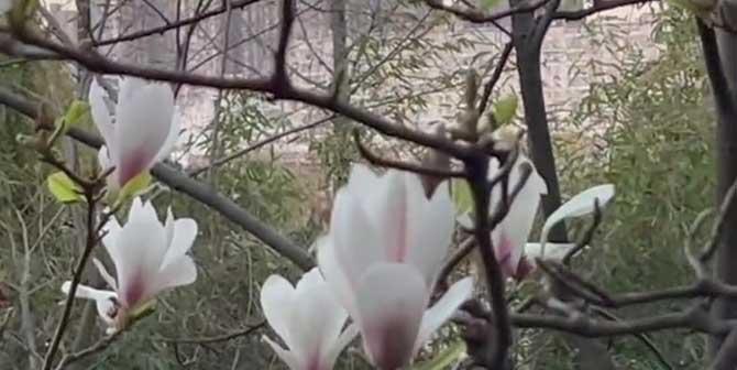 白玉兰过冬全攻略（如何让白玉兰安全度过寒冷冬季）