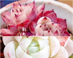 如何培育白月影的粉色群生（精选方法和技巧）