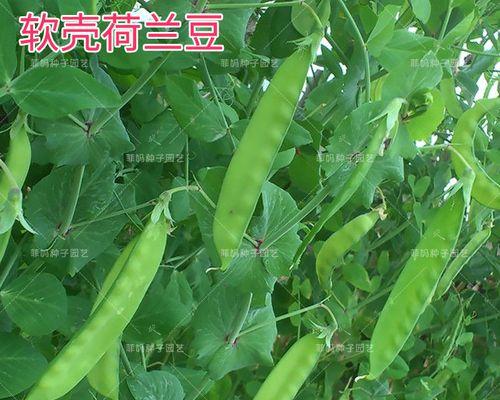 白芸豆种子的来源和特点（探索白芸豆种子的植物背景及营养价值）