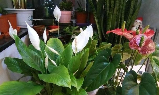 水培白掌不开花，原因何在（揭秘水培白掌不开花的5个原因及解决方法）