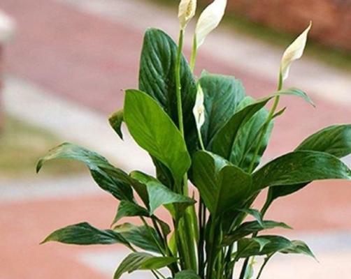 白掌促花的方法与技术要领（掌握这些技巧）