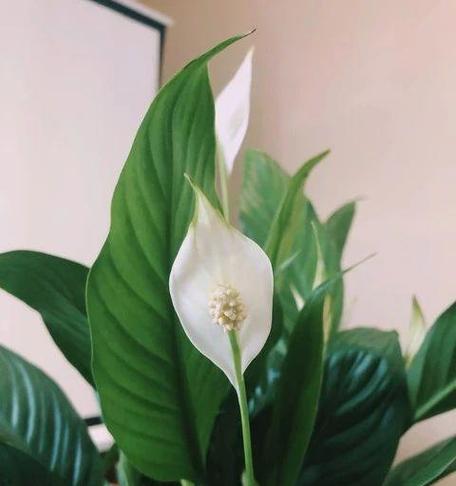 白掌促花的方法与技术要领（掌握这些技巧）