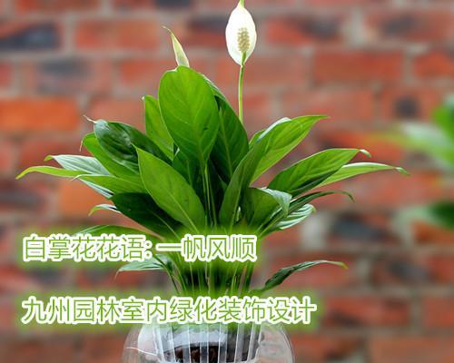 认识白掌（掌中的美丽世界）