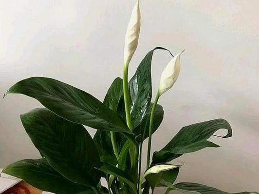 白掌冬天会开花吗（揭秘白掌冬季花期）