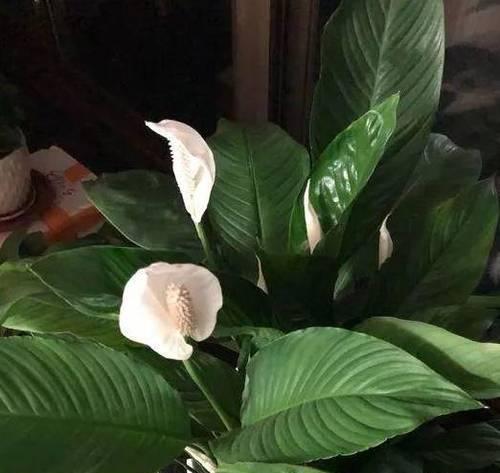 白掌冬天会开花吗（揭秘白掌冬季花期）