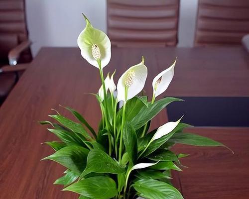 白掌风水之三不要，让你家风水更好（避开这三个地方）